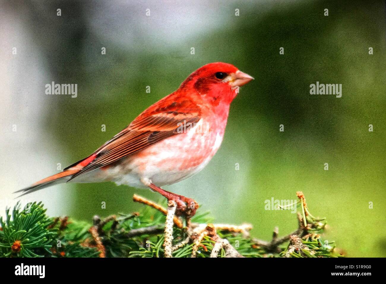 Roselin pourpré Banque D'Images