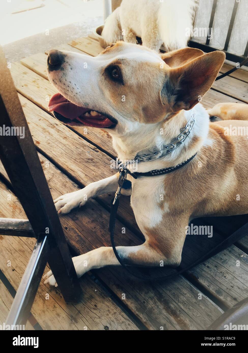 Chien heureux - Image de stock capturée avec un smartphone