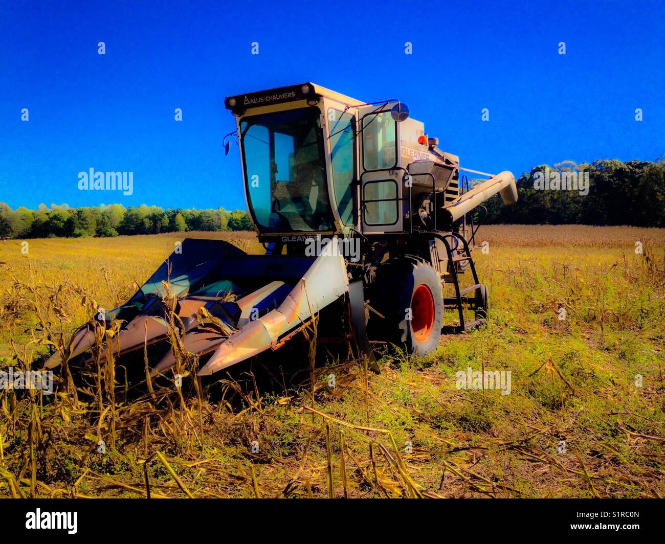 Récolte de maïs Banque D'Images