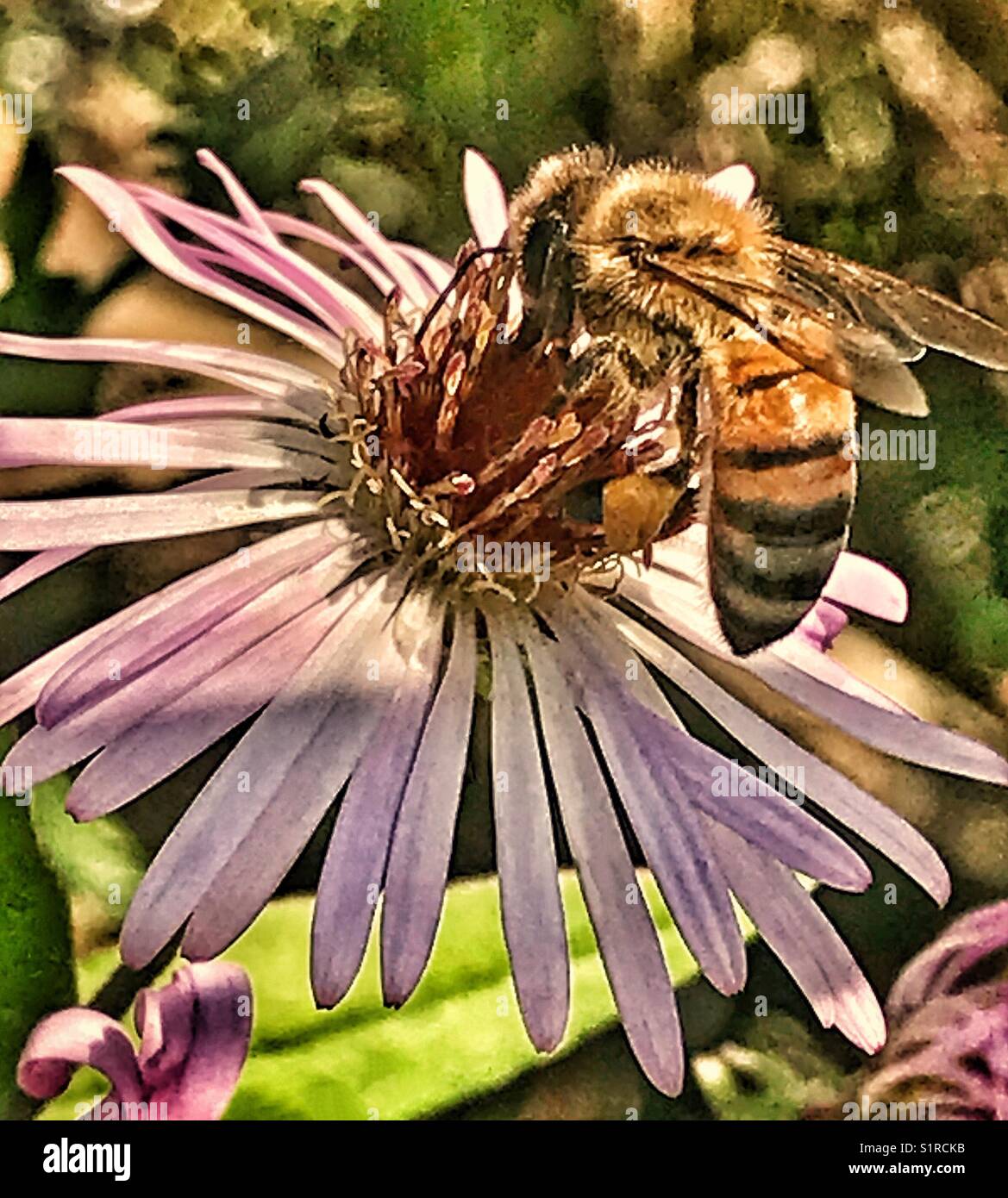 Une abeille venant butiner une fleur pourpre Banque D'Images