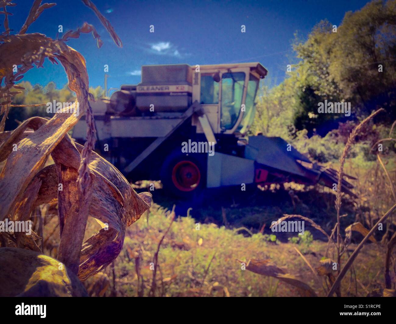 Récolte de maïs Banque D'Images