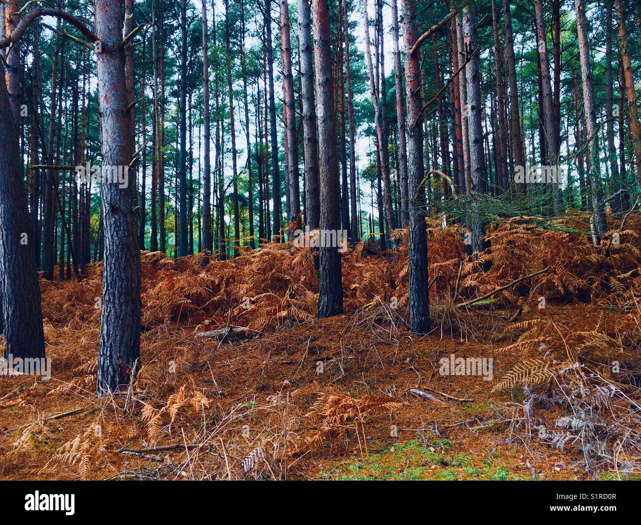 Forêt de pins en Angleterre - Image de stock capturée avec un smartphone