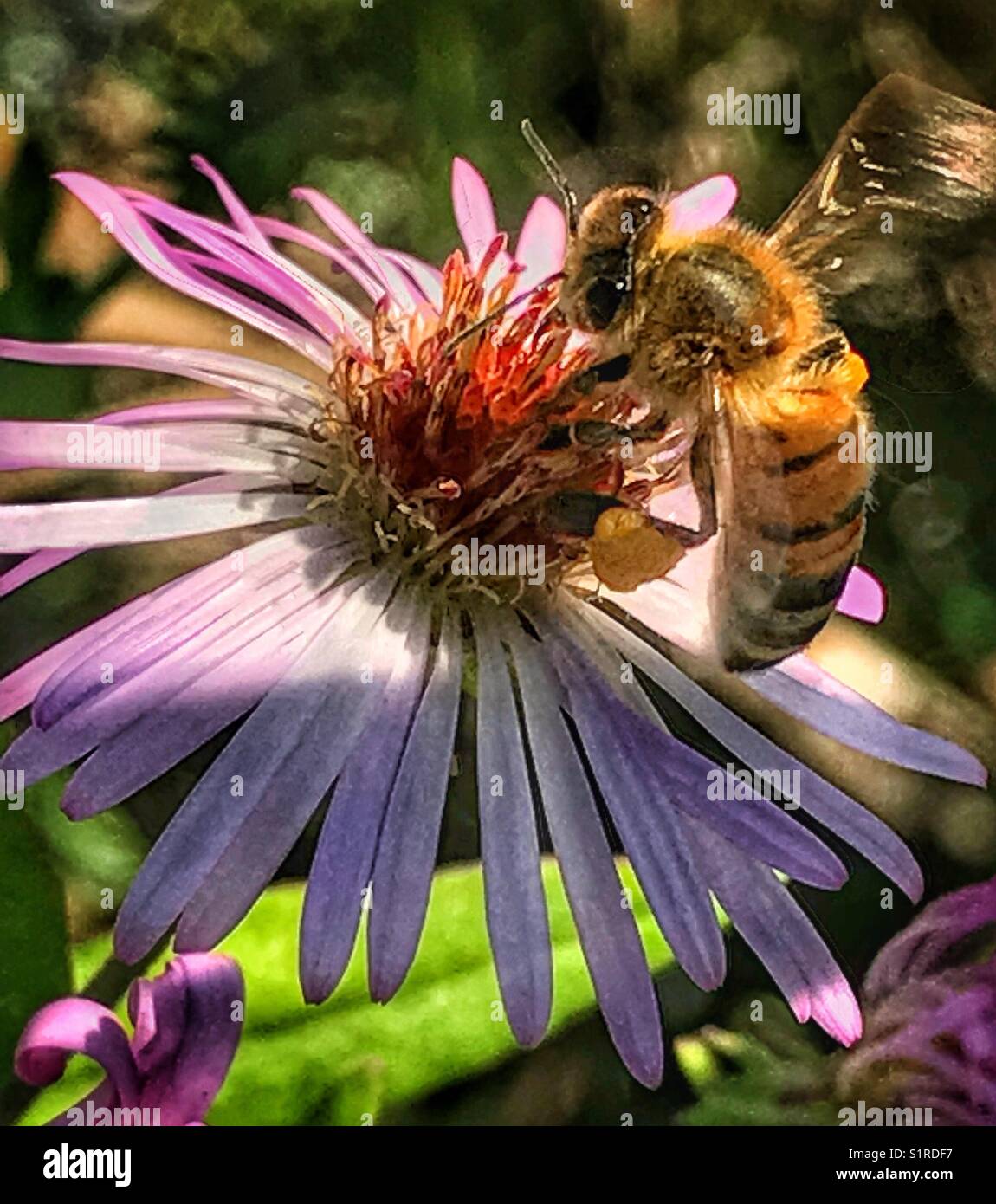 Une abeille venant butiner une fleur pourpre Banque D'Images