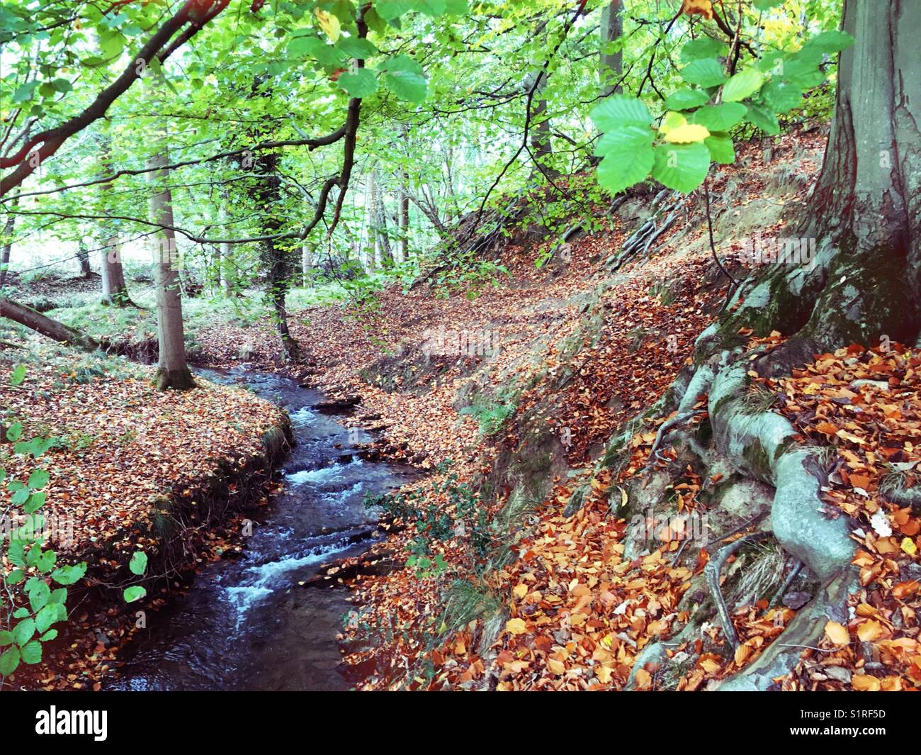 Bois de l'automne avec un bain à vapeur Banque D'Images