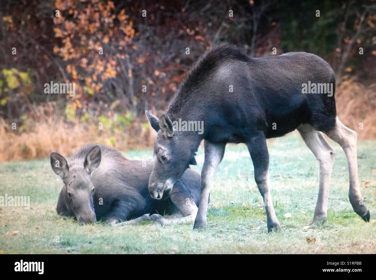 Veaux jumeaux d'orignal - Image de stock capturée avec un smartphone
