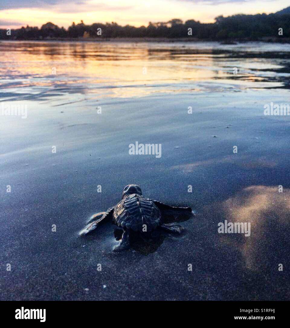 Bébé tortue caouanne faisant son chemin vers l'océan pour la première fois. Banque D'Images