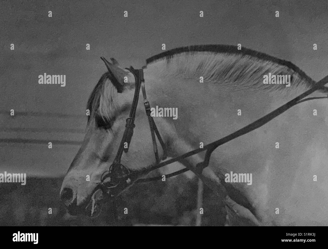 Cheval Fjord islandais Banque D'Images