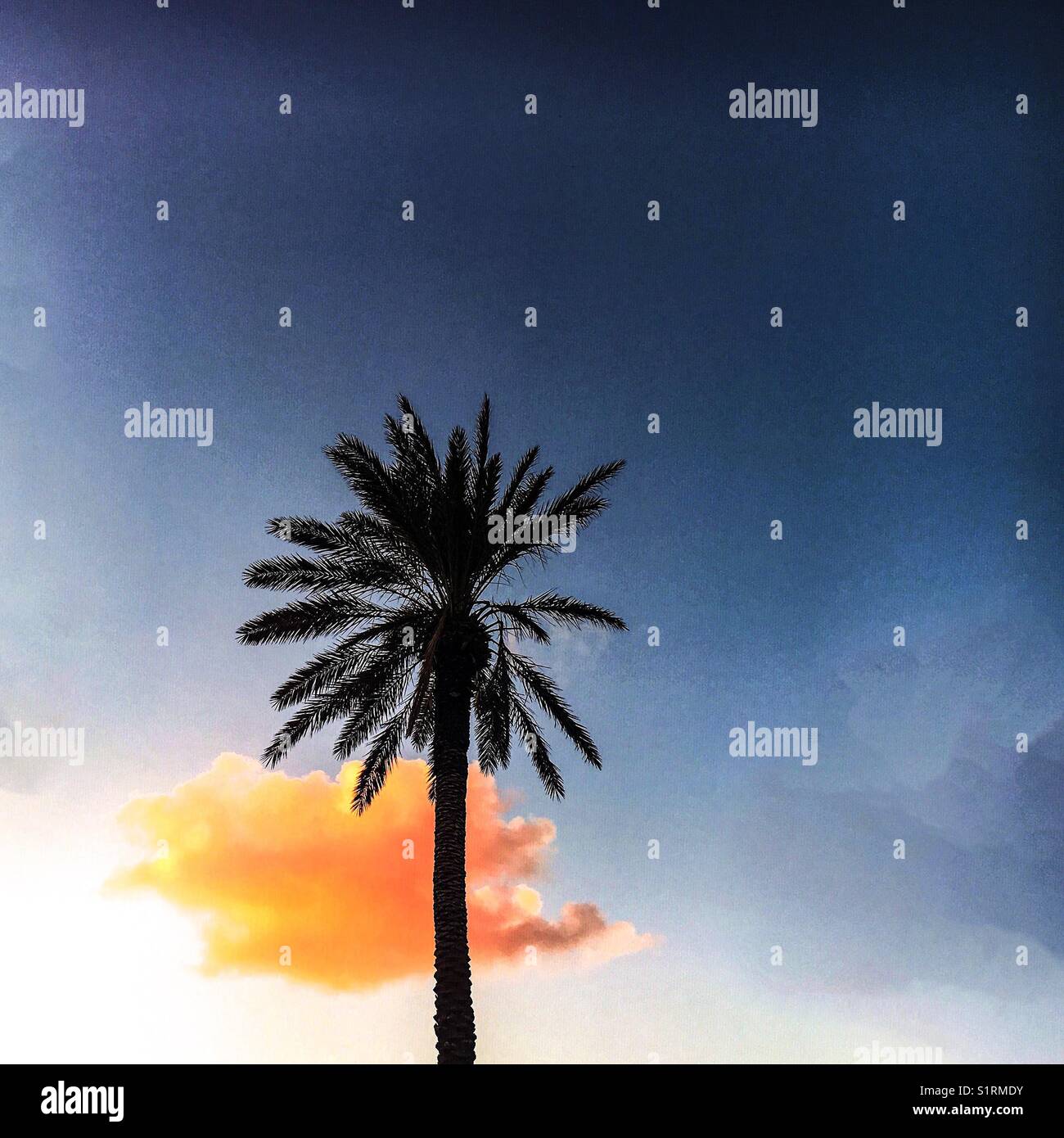 Palmier unique et nuage de coucher de soleil - Image de stock capturée avec un smartphone