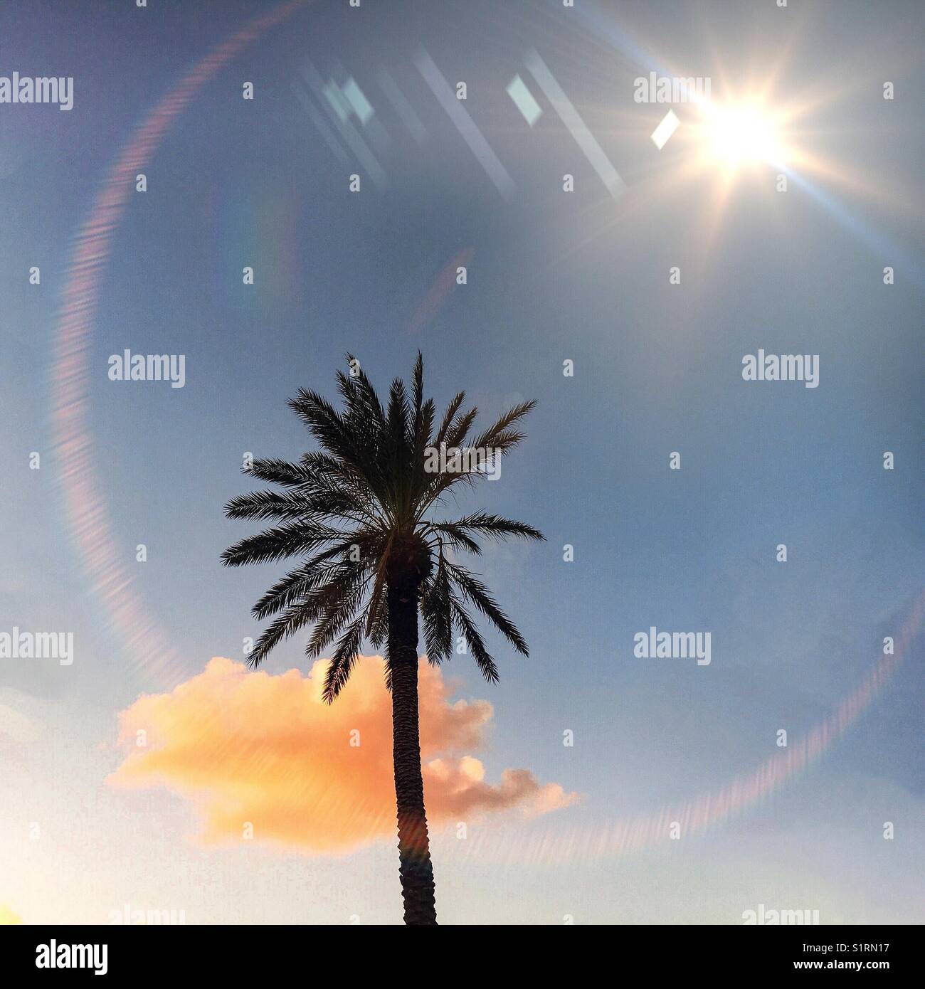 Palmier unique et nuage de coucher de soleil - Image de stock capturée avec un smartphone