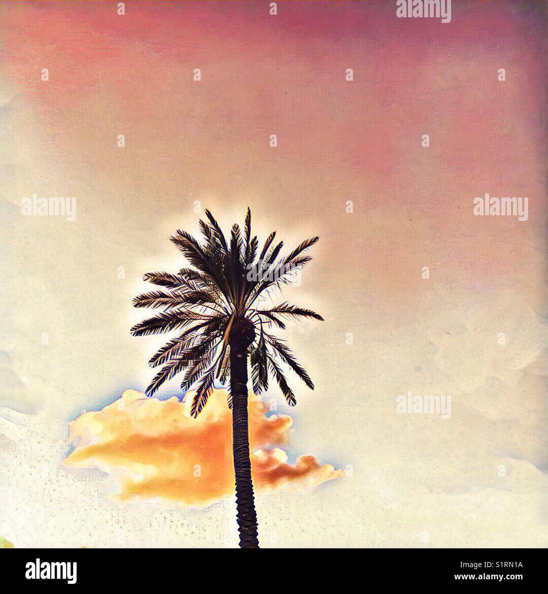 Palmier unique et nuage de coucher de soleil - Image de stock capturée avec un smartphone