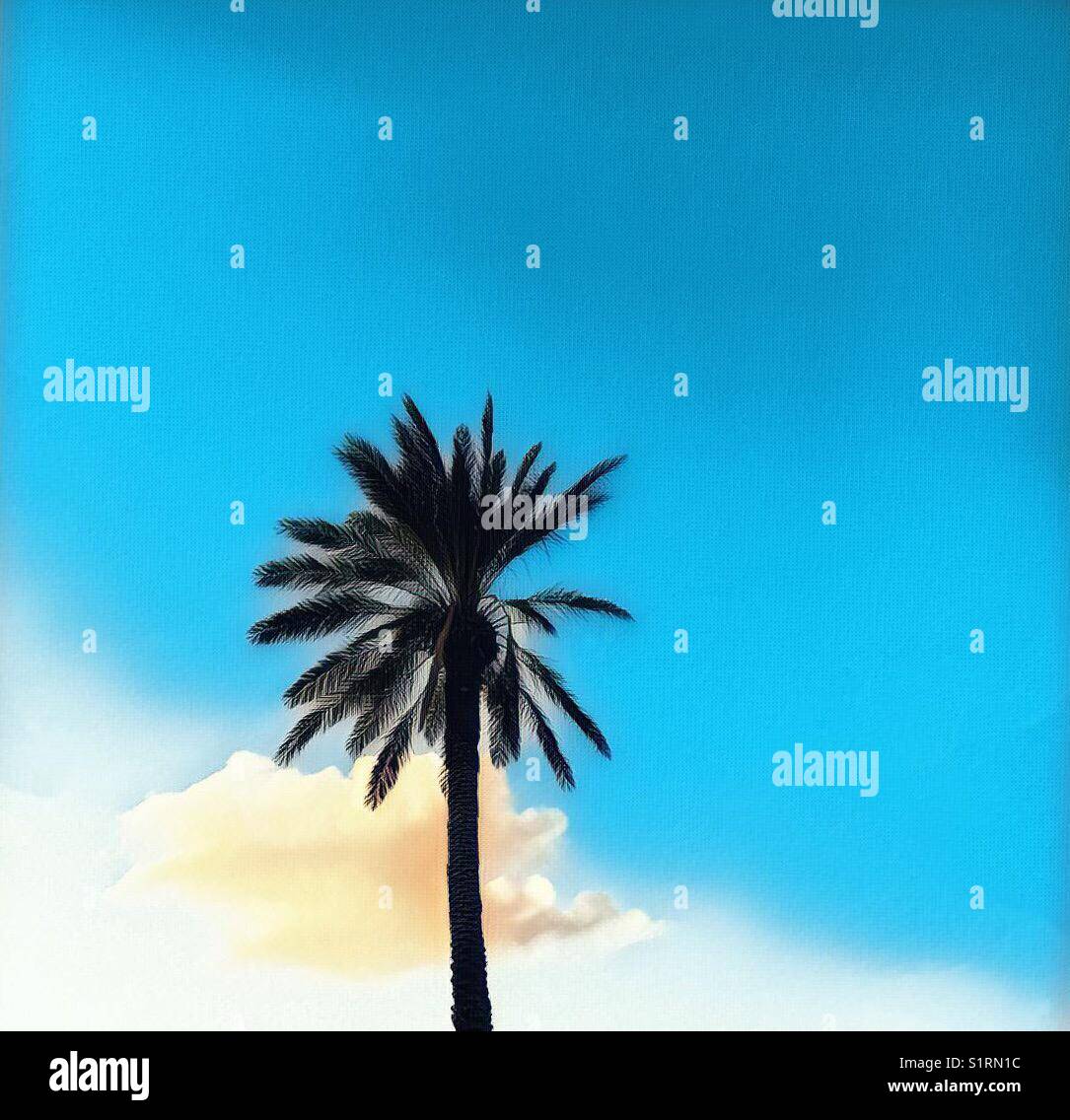 Palmier unique et nuage de coucher de soleil - Image de stock capturée avec un smartphone