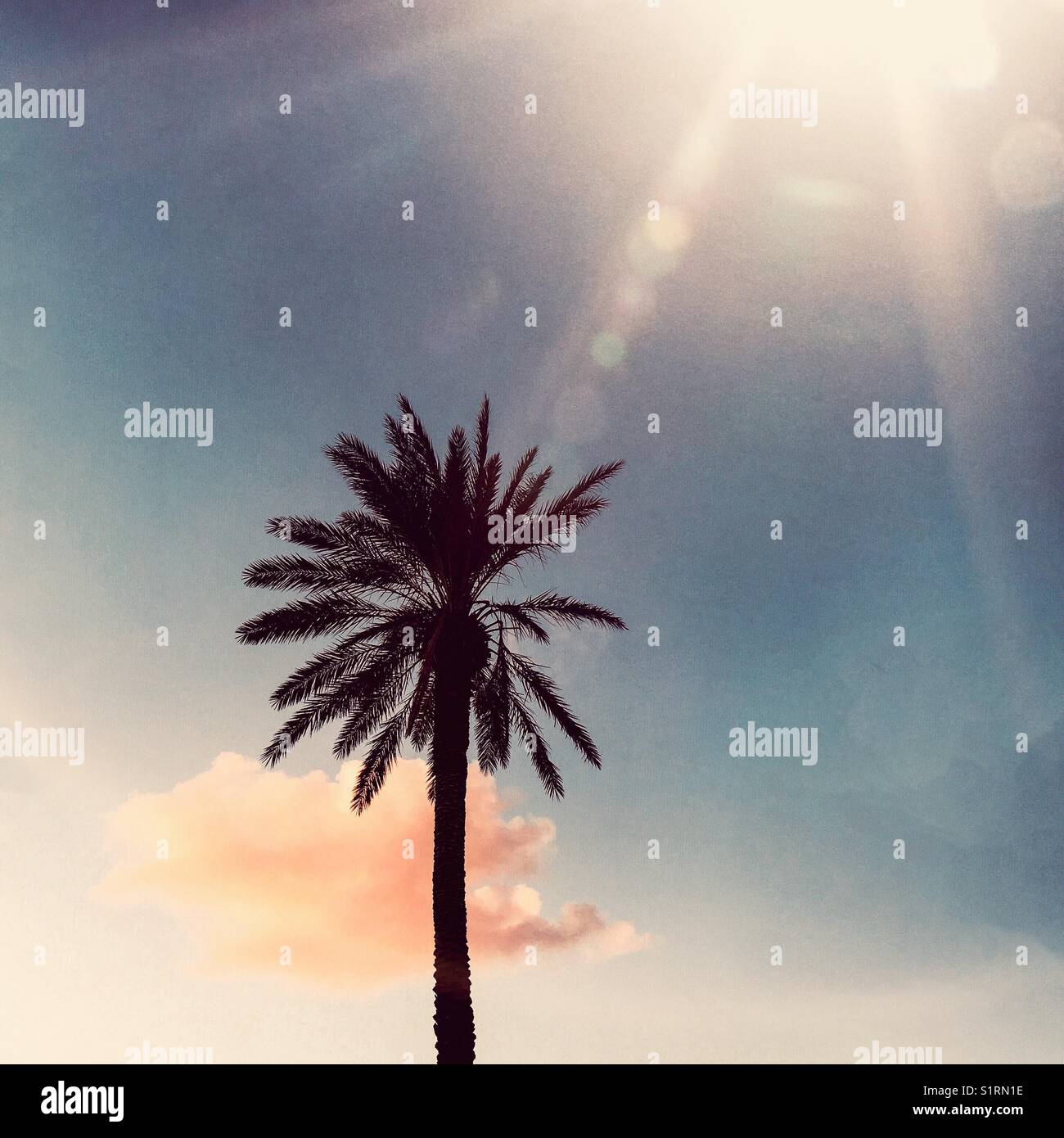 Palmier unique et nuage de coucher de soleil - Image de stock capturée avec un smartphone