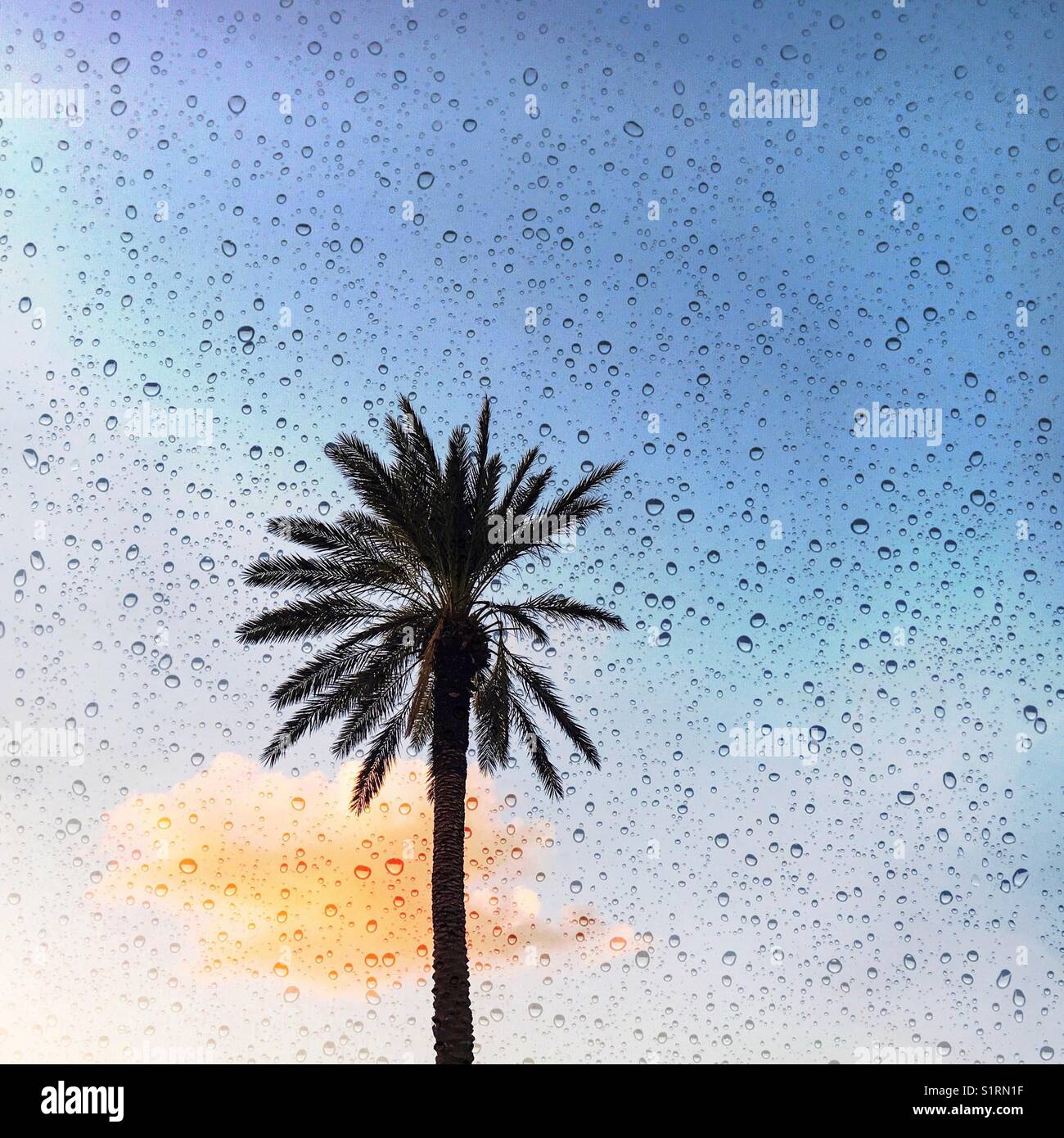 Palmier unique et nuage de coucher de soleil - Image de stock capturée avec un smartphone