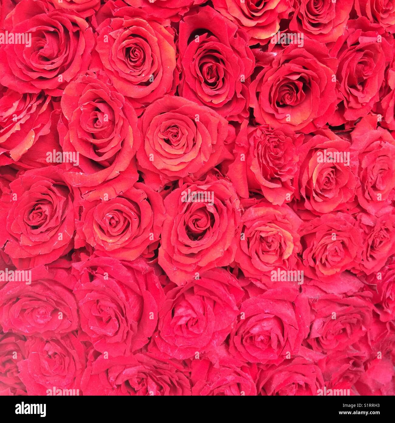 Arrière-plan de roses rouges - Image de stock capturée avec un smartphone