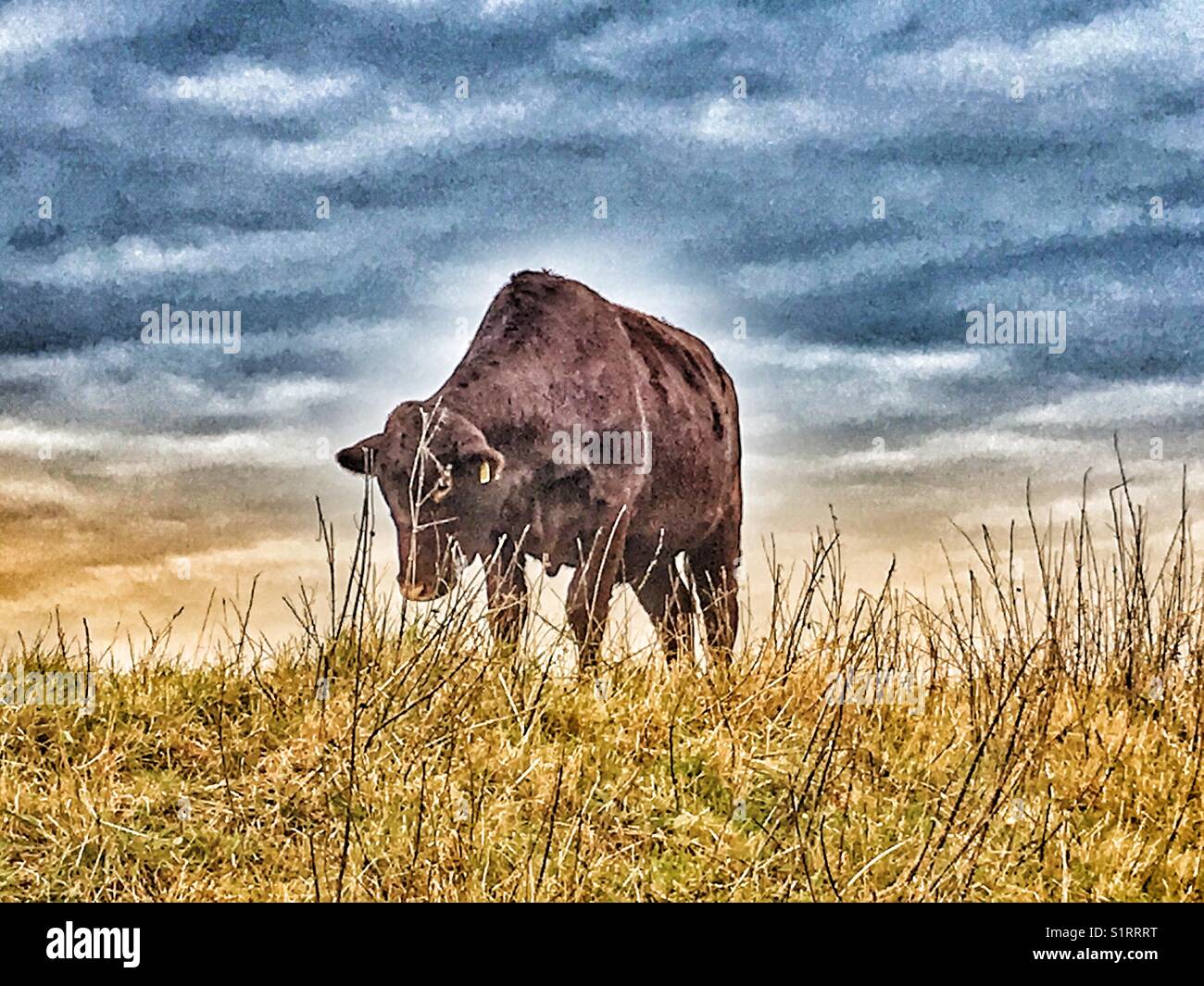 Les bovins de boucherie en Angleterre - Image de stock capturée avec un smartphone