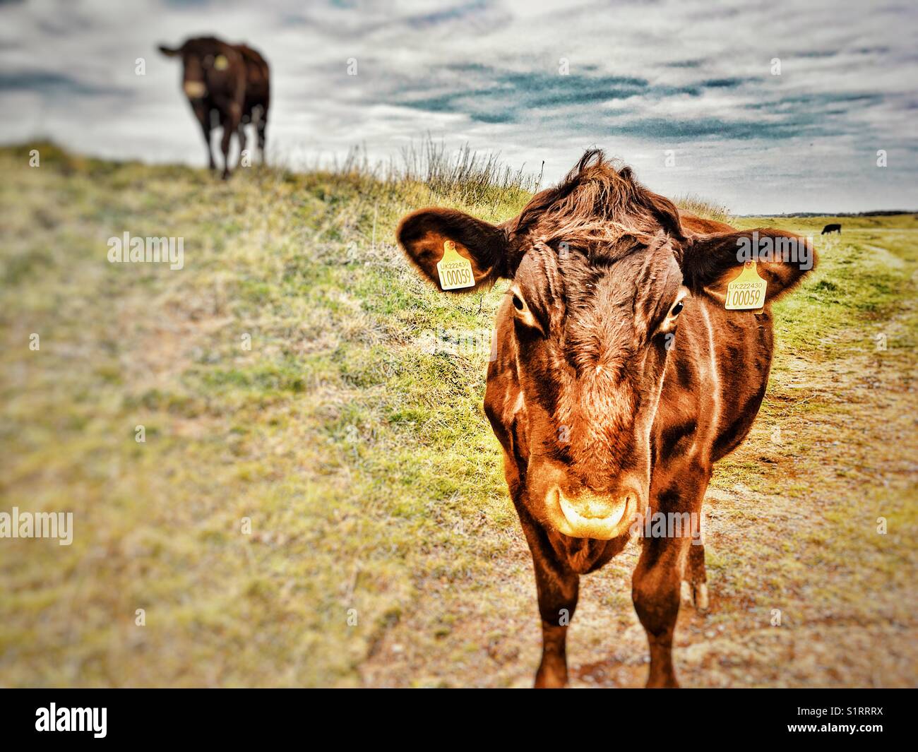 Bovins Red Poll - Image de stock capturée avec un smartphone