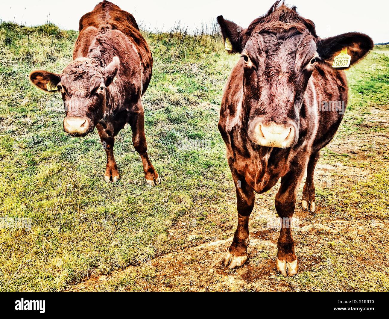 Bovins Red Poll - Image de stock capturée avec un smartphone