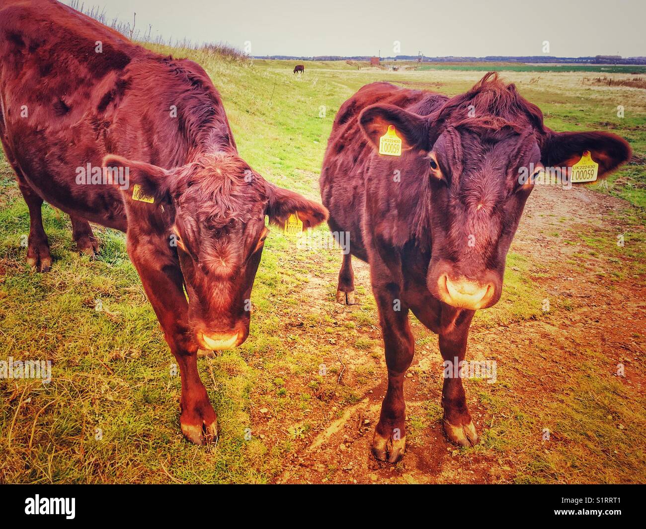 Bovins Red Poll - Image de stock capturée avec un smartphone