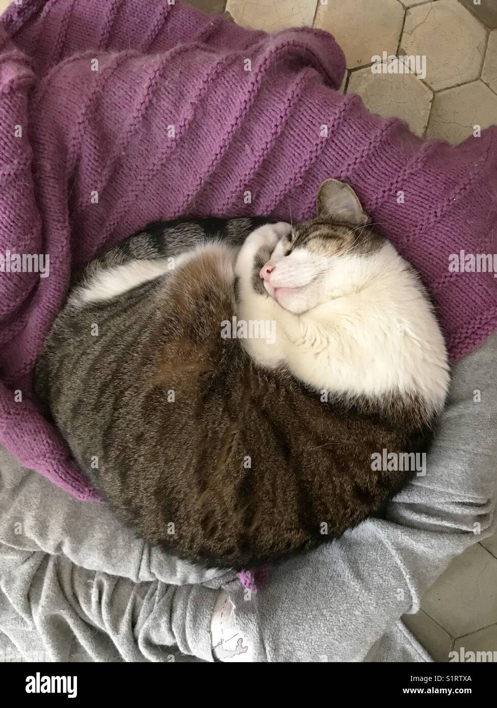 Tabby et blanc chat dormant dans son lit. Banque D'Images