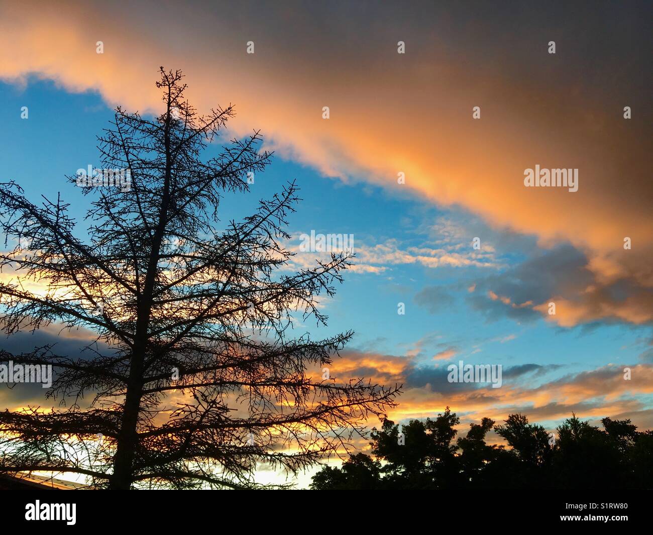 Silhouette d'arbres avec coucher de soleil Banque D'Images