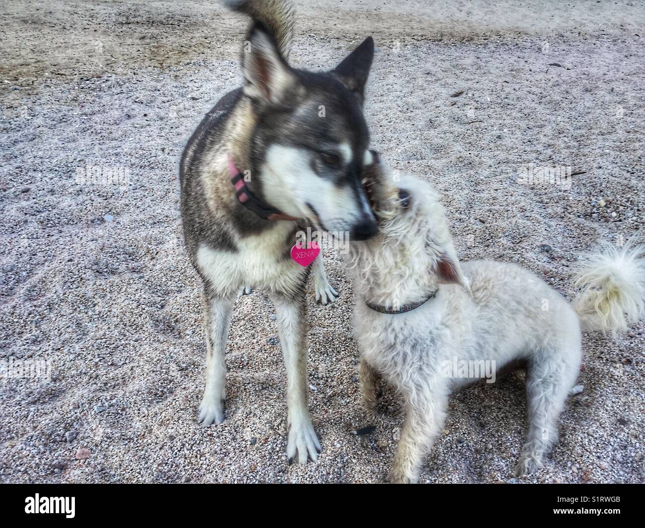 Deux chiens mignon chaque message d'autres sur la plage. Banque D'Images