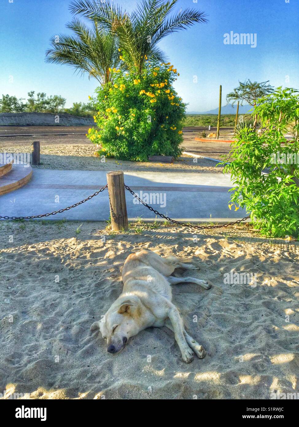 Un chien errant reposant dans le sable. - Image de stock capturée avec un smartphone