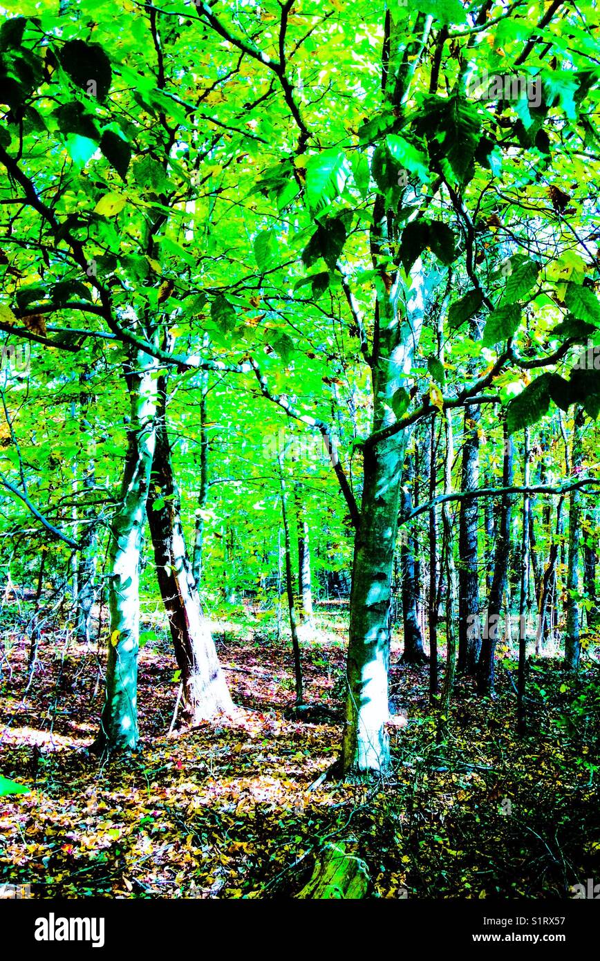 Arbre de hêtre lumineux en automne - Image de stock capturée avec un smartphone