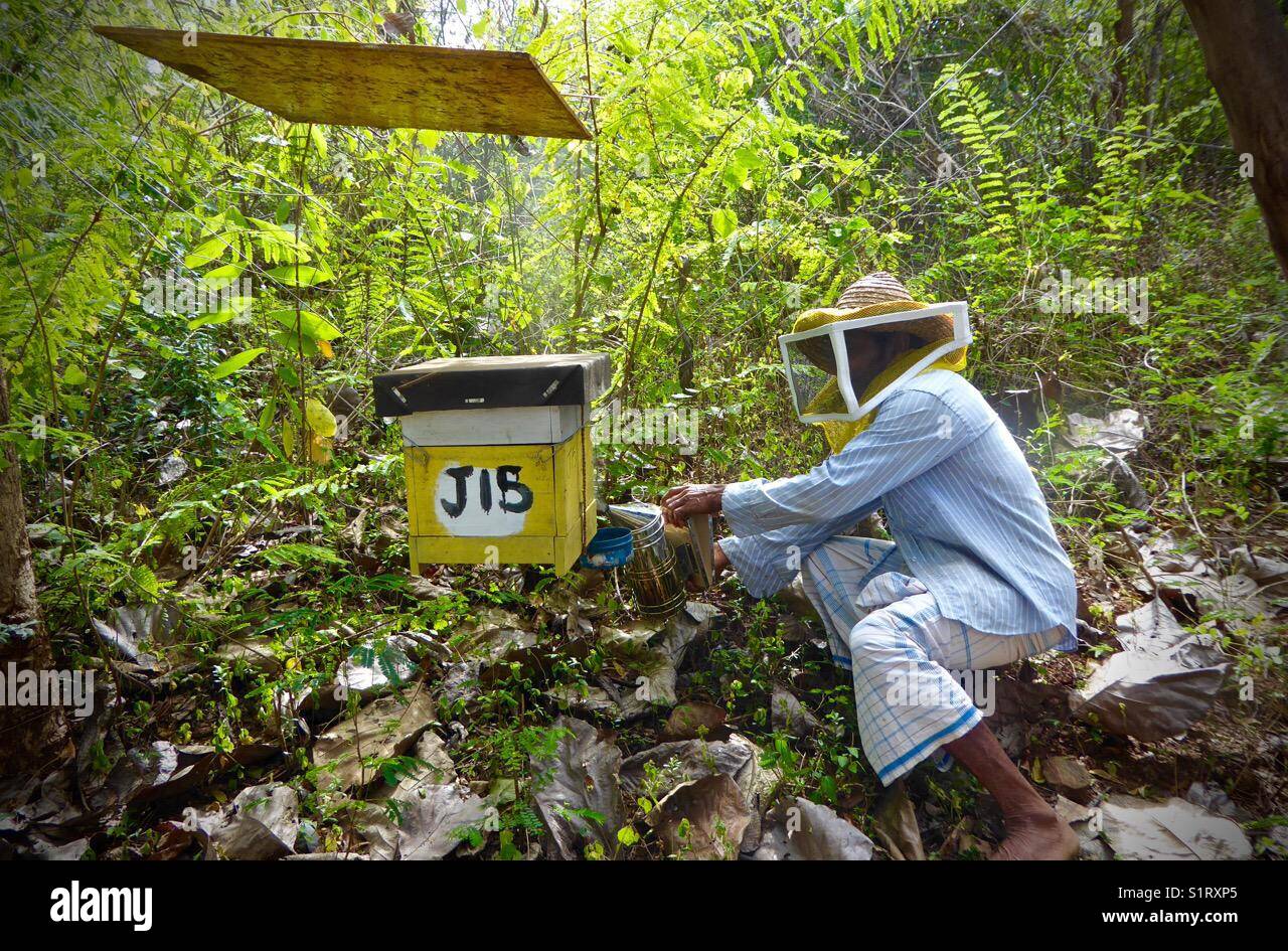 Un agriculteur se prépare à récolter le miel en Sri Lanka, Wasgamuwa. Banque D'Images