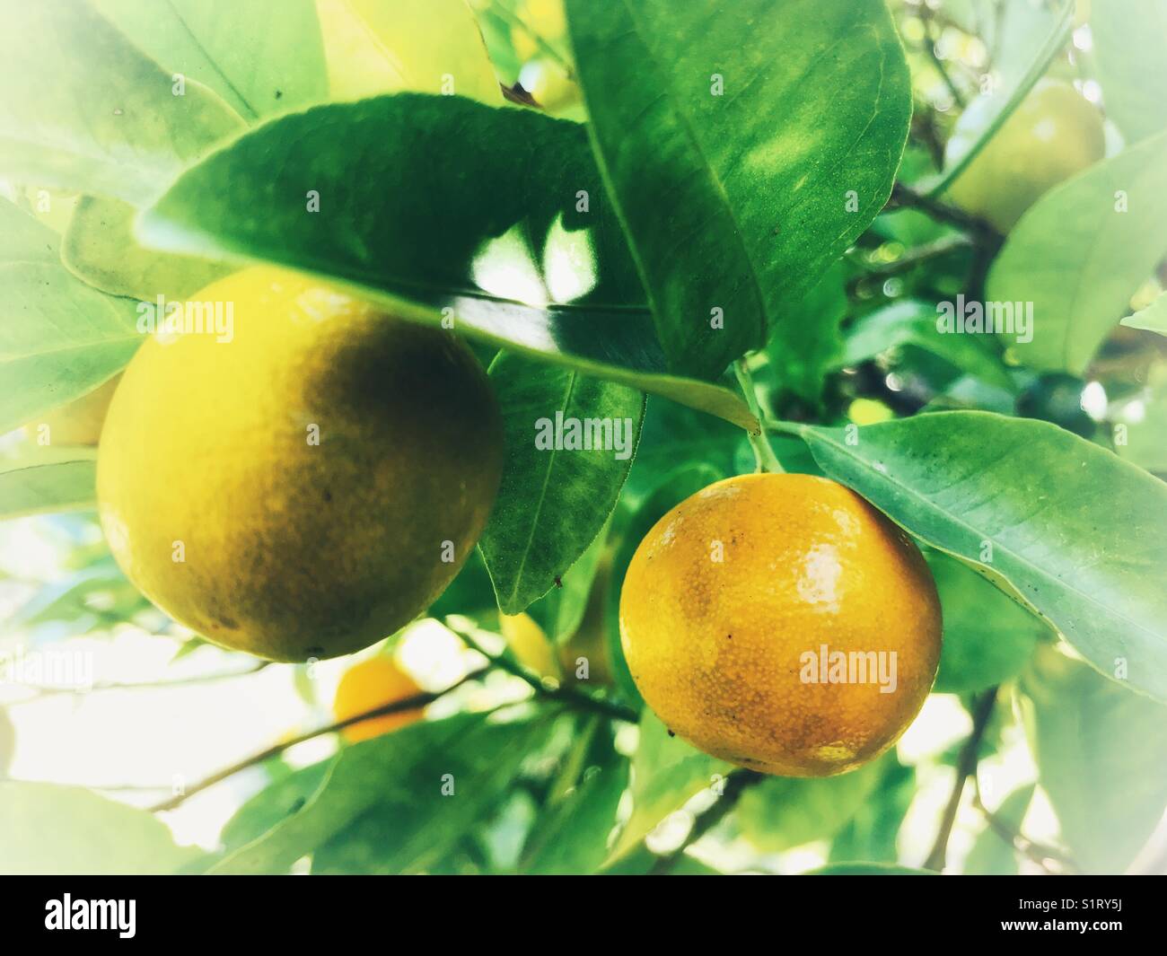 Lima Katsura, petites citrons verts de couleur orange, mûrissant sur l'arbre Banque D'Images