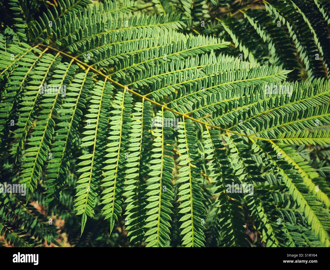 Feuilles délicates ressemblant à des fougères d'un arbre jacaranda - Image de stock capturée avec un smartphone