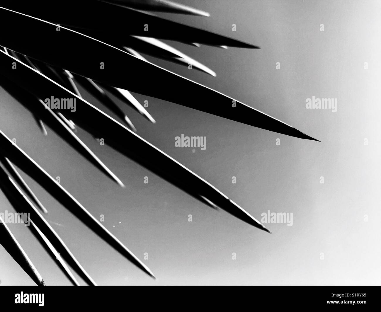 Feuilles pointues de Yucca gloriosa, également connu sous le nom de baïonnette espagnole ou poignard espagnol. Banque D'Images