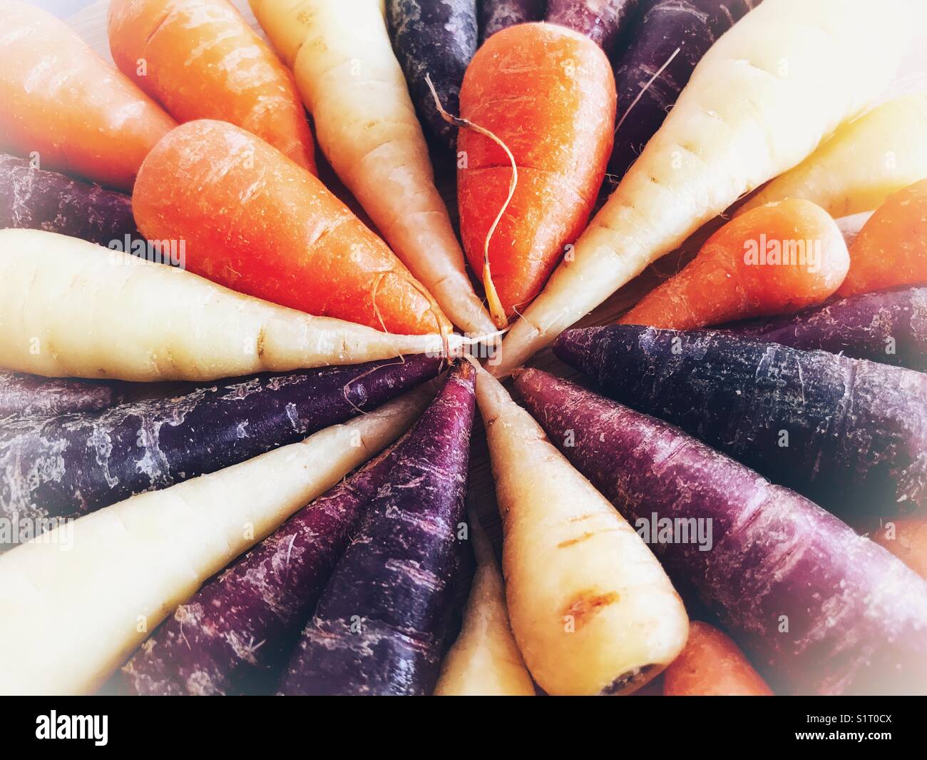 Blanc, violet, orange, mini carottes Banque D'Images