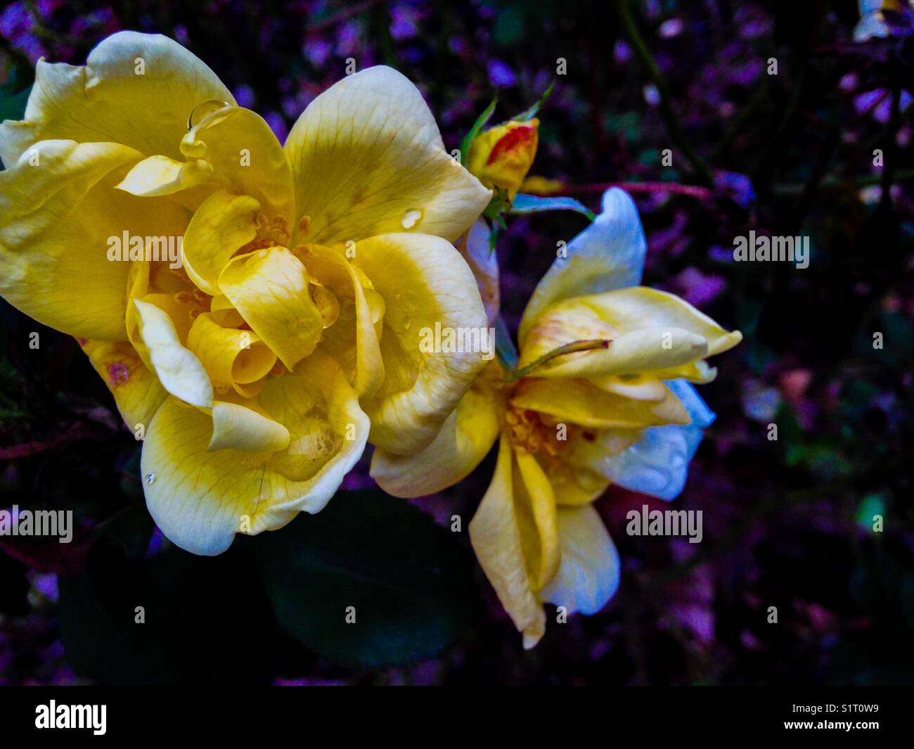 Rose jaune, deep purple Banque D'Images