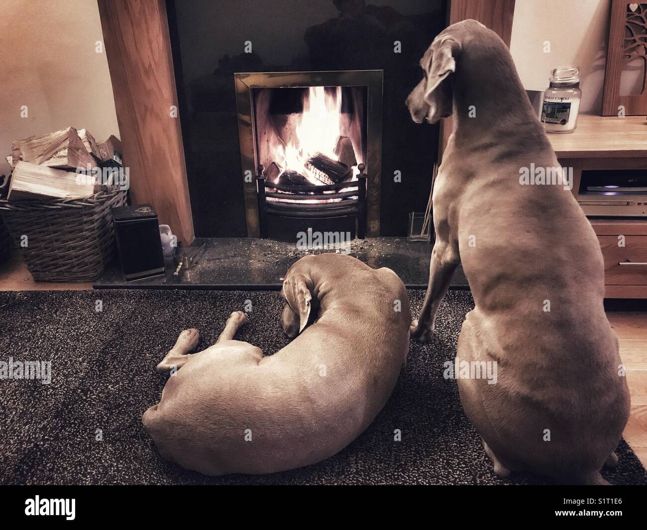 Deux chiens d'arrêt devant un feu de cheminée Banque D'Images