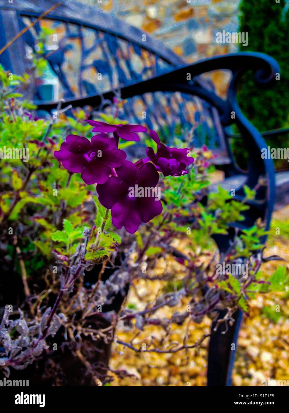Fleur violette près du banc de patio - Image de stock capturée avec un smartphone