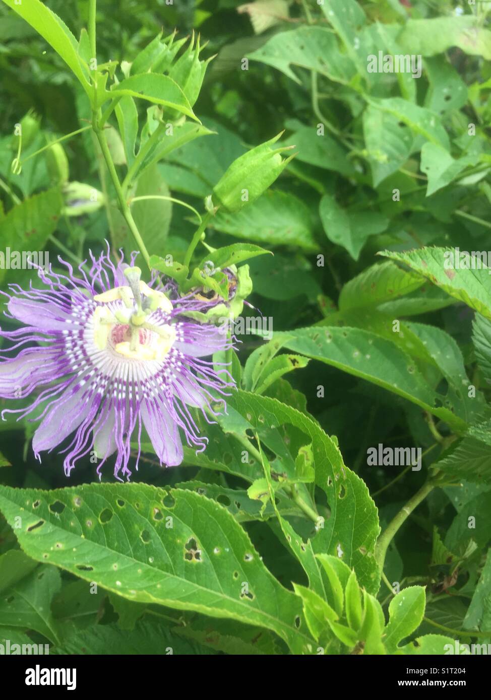 Passion(fleur) purple passion culture des fleurs sauvages. Banque D'Images