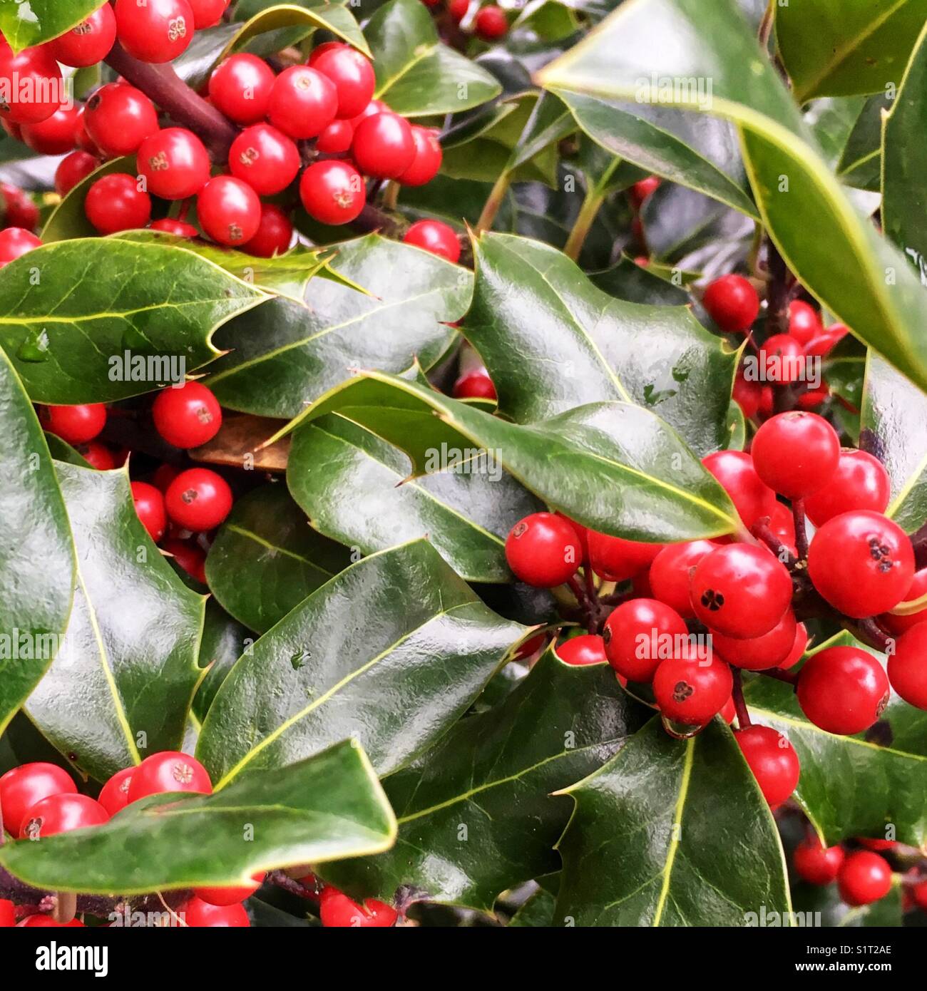 Rouge et vert, baies de houx et feuilles - Image de stock capturée avec un smartphone