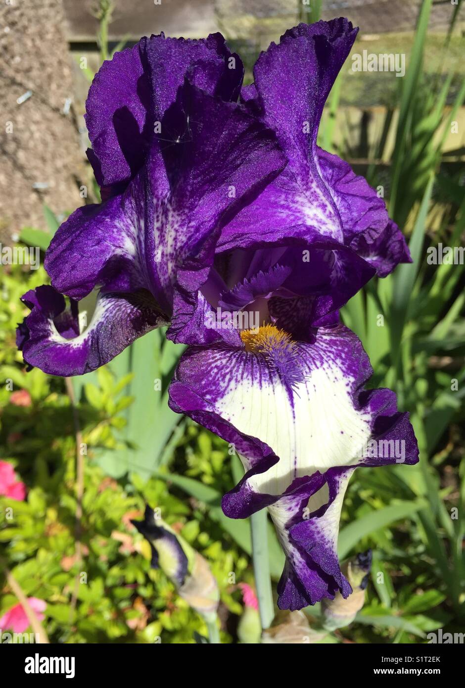 IRIS - Image de stock capturée avec un smartphone