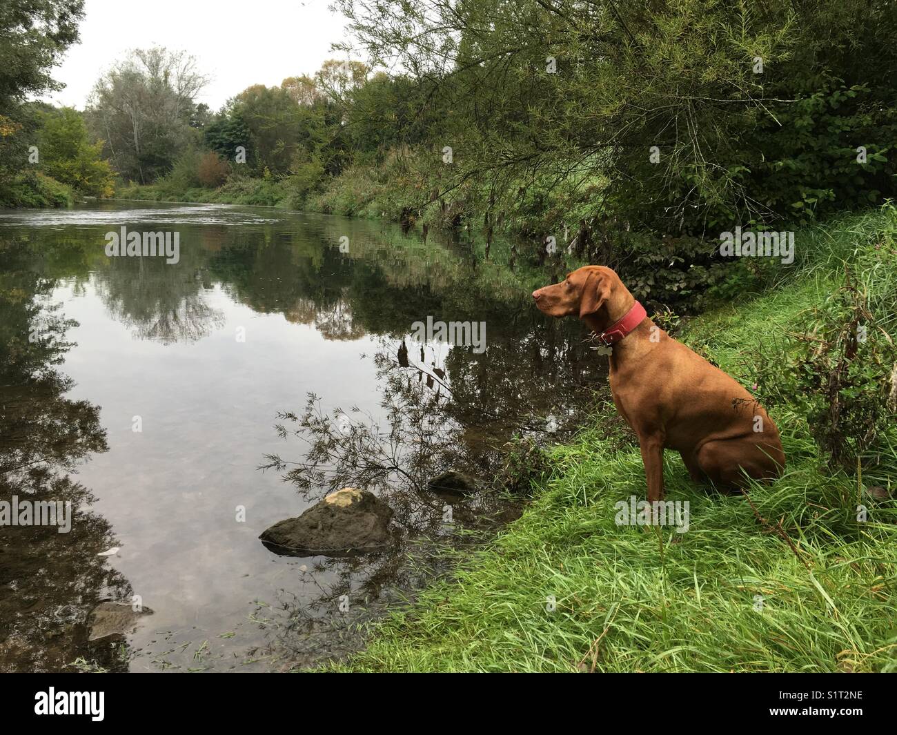 Vizsla devint chien de chasse donnant sur l'eau dans la nature Banque D'Images