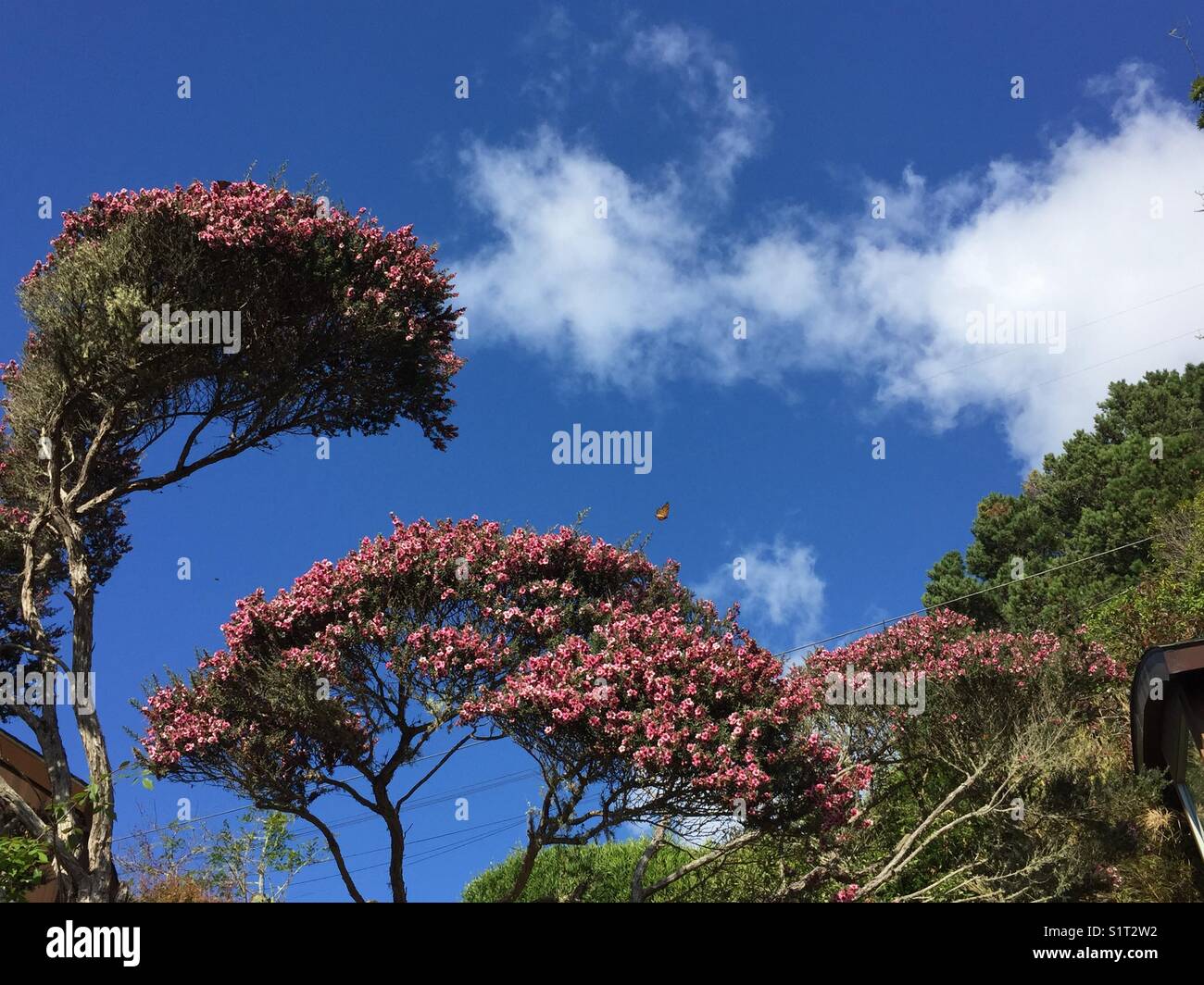 L'arbre de thé rose, bleu ciel, papillon monarque Banque D'Images