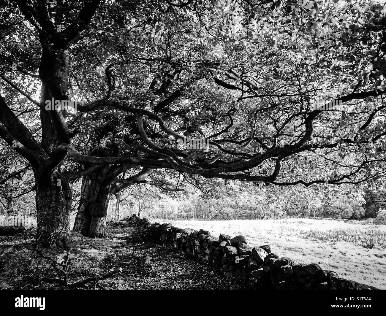 Photographie en noir et blanc d'arbres à roches noires près de Cromford dans le Derbyshire Peak District UK Banque D'Images