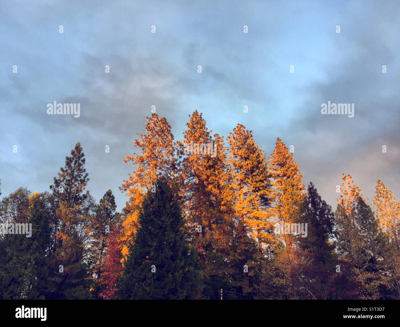 Les arbres avec soleil qui brille sur eux Banque D'Images