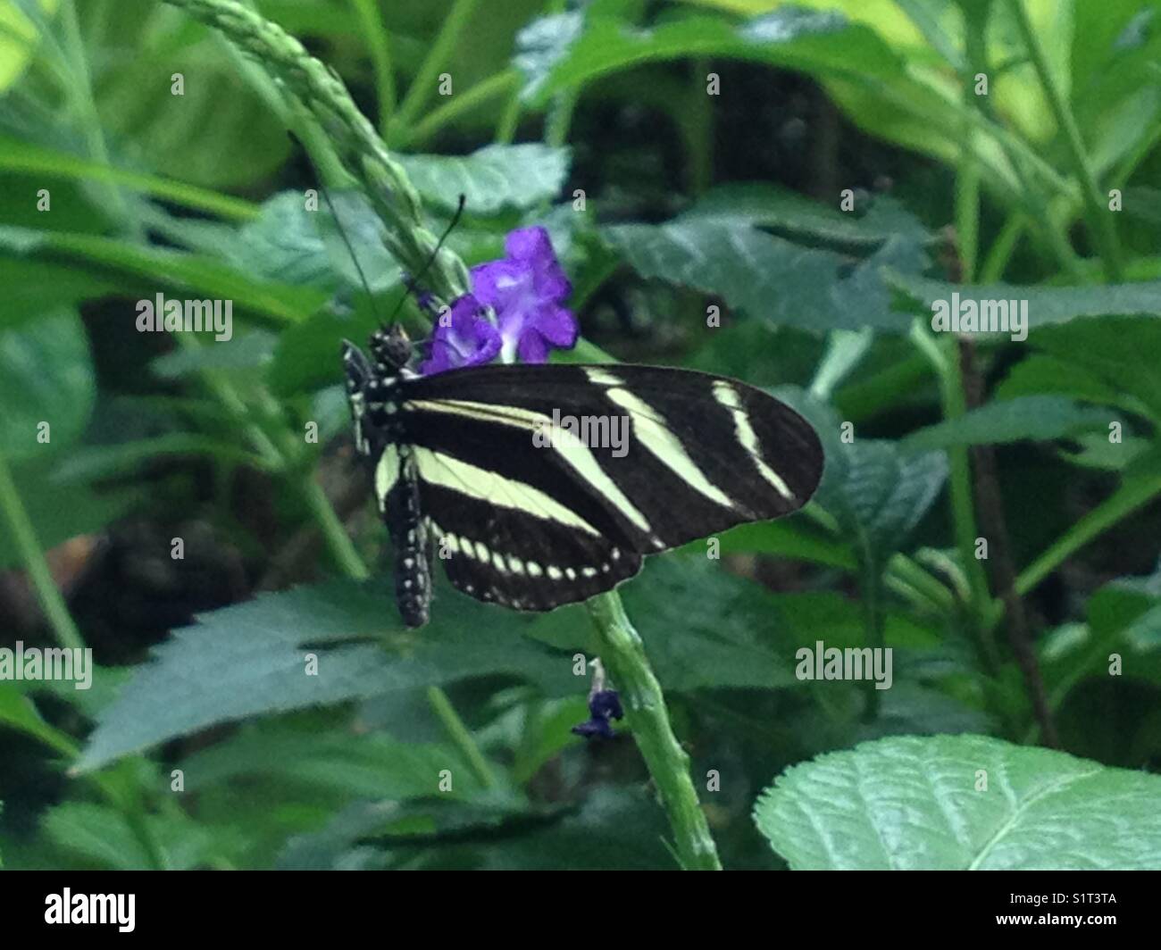 Jaune et Noir papillon sur fleur pourpre. Banque D'Images