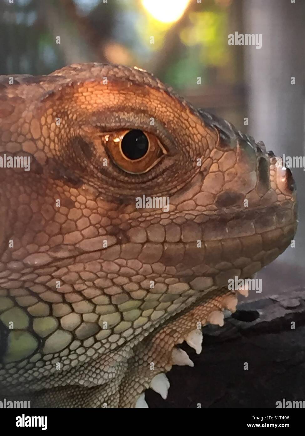 Close up d'un iguane Banque D'Images