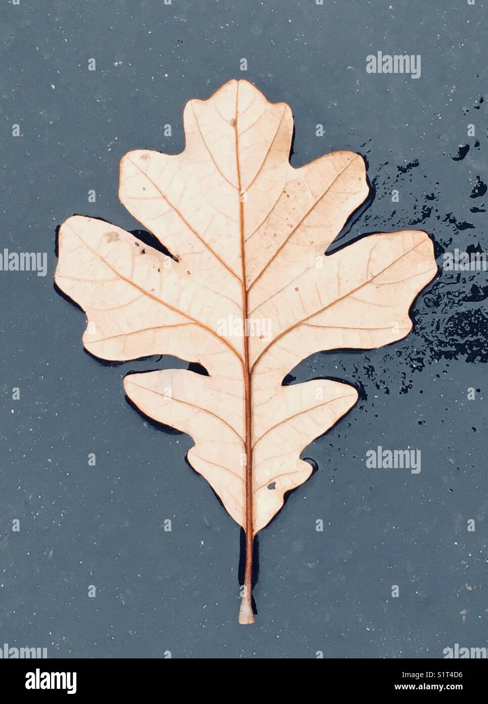 La feuille sur le sol Banque D'Images