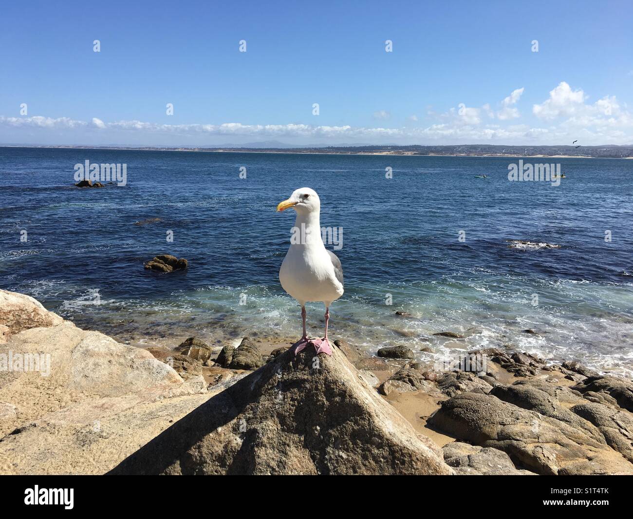 Seagull on the rocks Banque D'Images