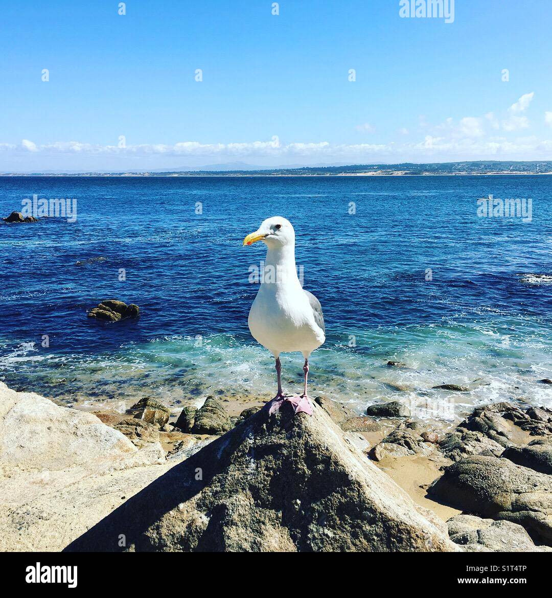 Seagull on the rocks Banque D'Images