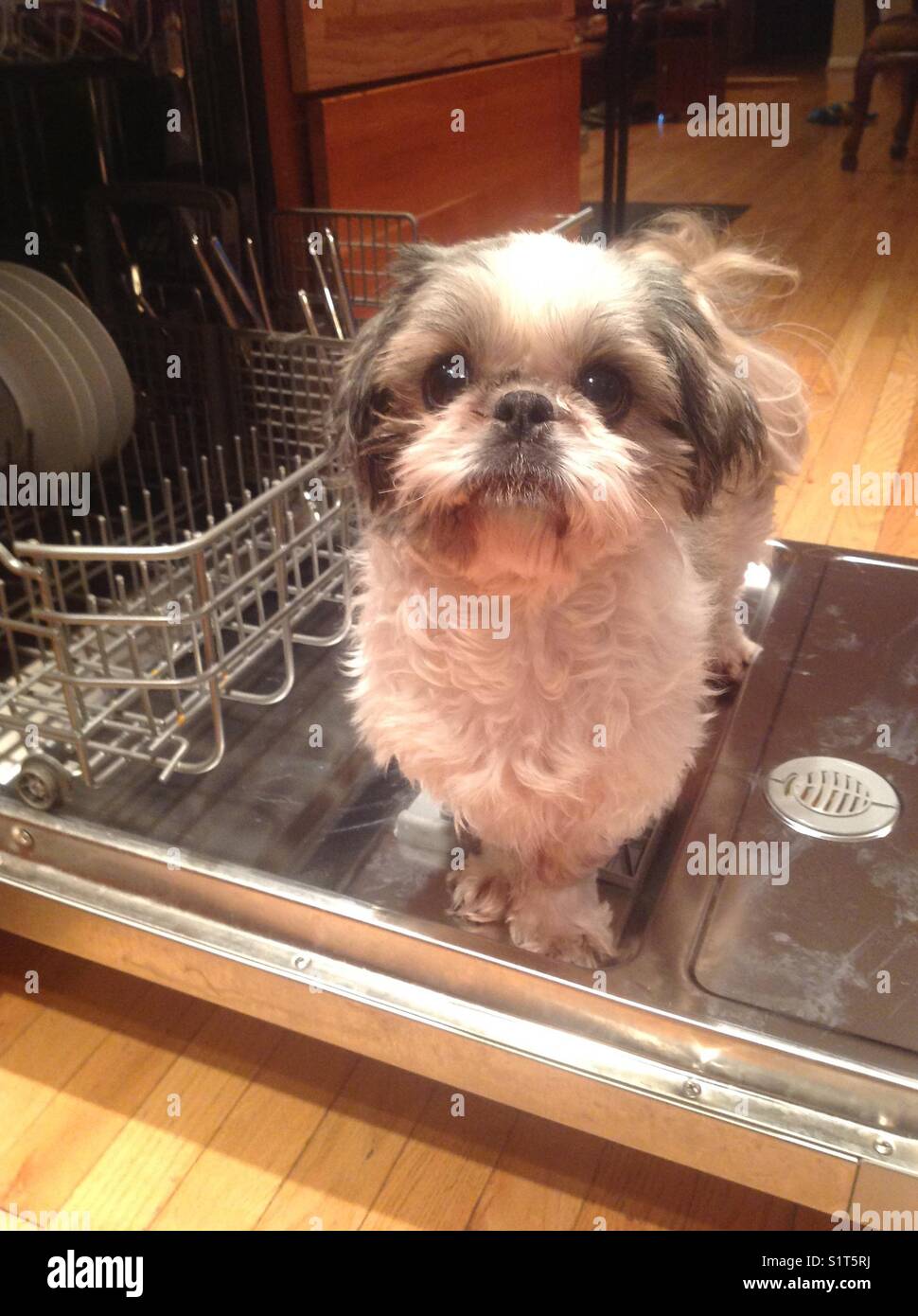 Small dog standing on ouvrir la porte du lave-vaisselle Banque D'Images