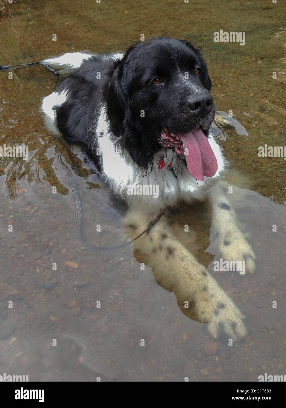 Un chien Landseer Newfoundland se rafraîchissant dans une rivière Banque D'Images