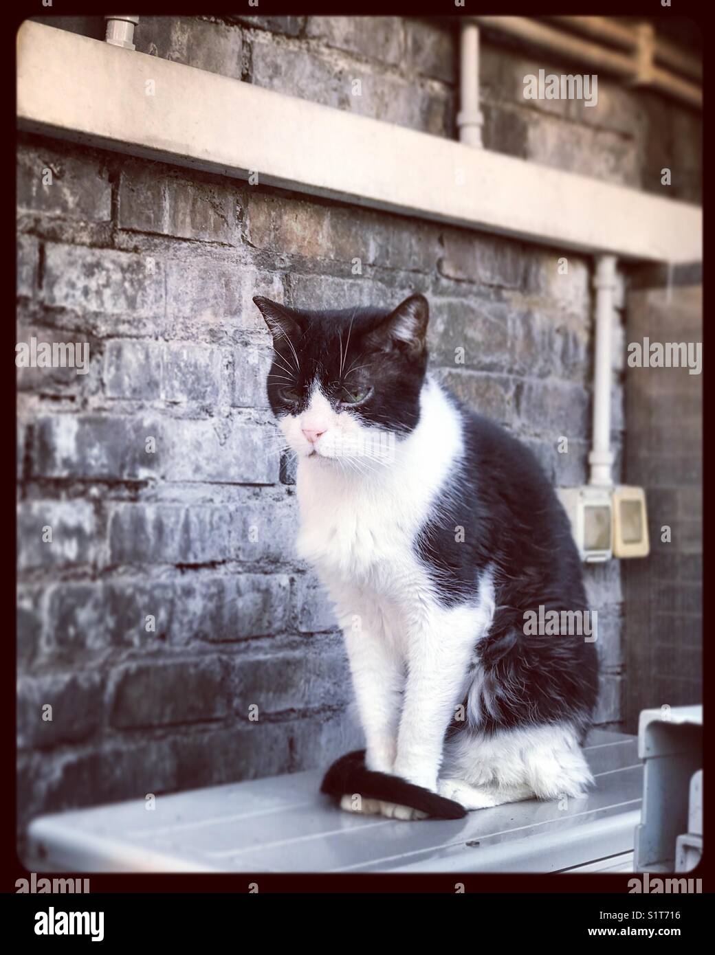 Vieux chat sage sérieux Banque D'Images